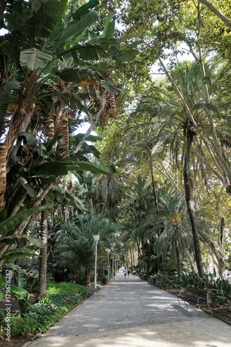 Alley in a park with exotic plants in Spain