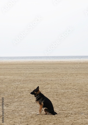German shepherd sitting on the sand on a beach © Janin