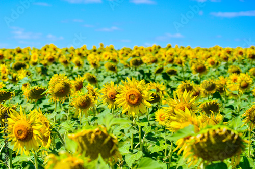 Summer landscape with a field of blooming sunflowers