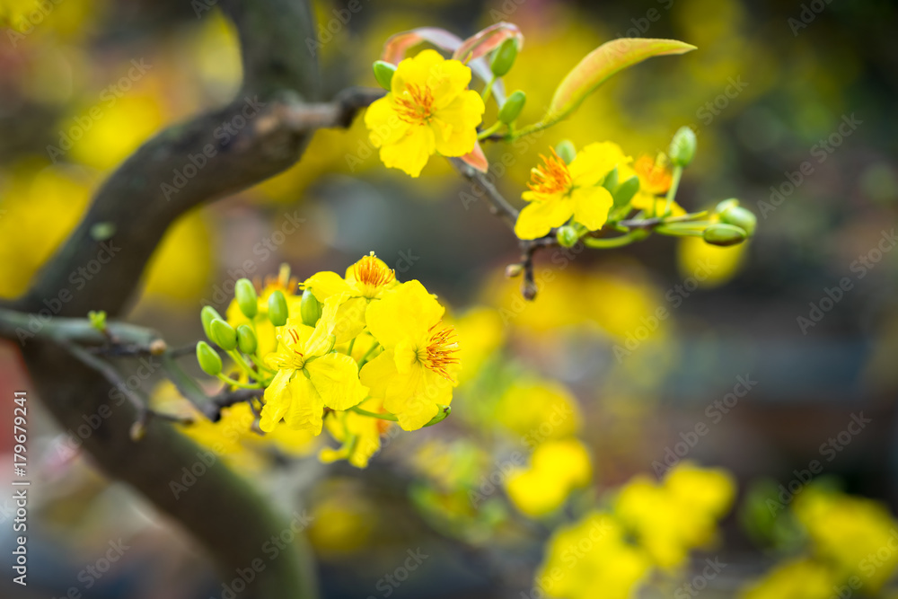Yellow apricot blossom Yellow apricot blossom