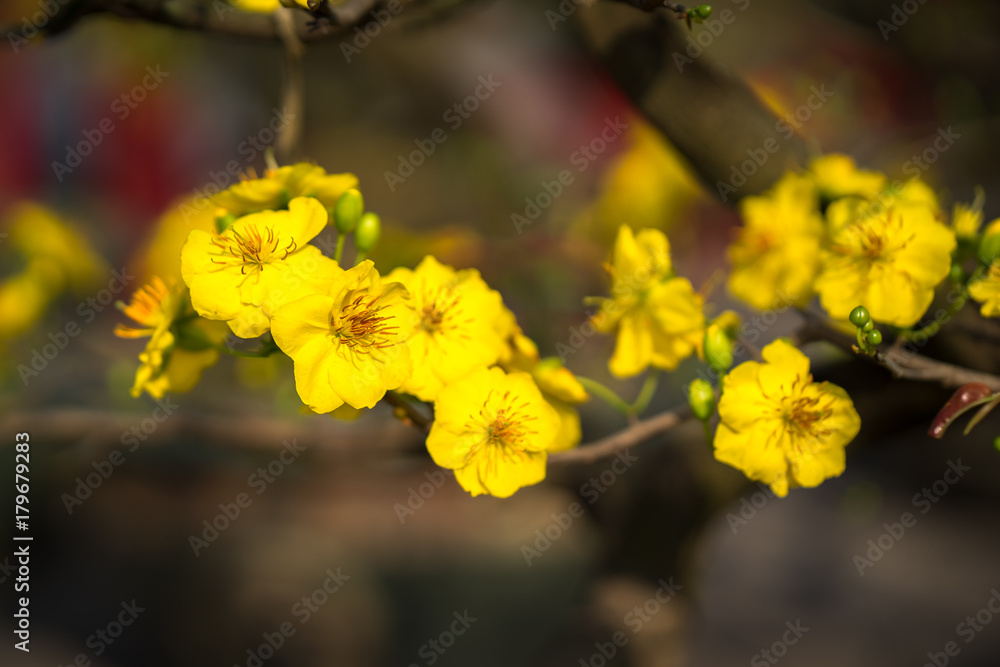 Yellow apricot blossom Yellow apricot blossom