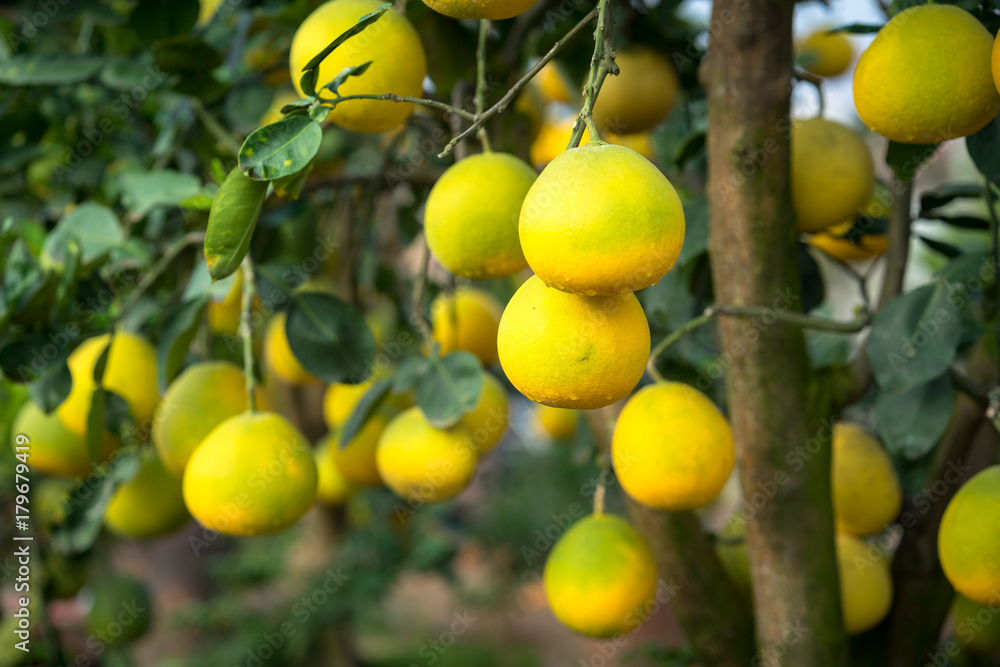 Ripe and green pomelo fruit tree in the garden. Ripe and green pomelo fruit tree in the garden.
