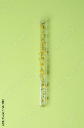 Branch of a blossoming mimosa in a laboratory glass  test tubes.