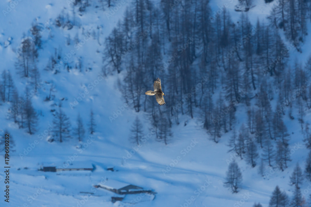 adult bearded vulture (Gypaetus barbatus) in flight, forest, houses, snow, winter