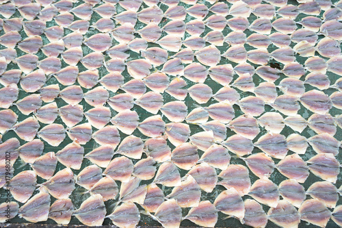 Yellowstripe scad fish is drying outdoor under sunlight in Mekong Delta, south of Vietnam photo