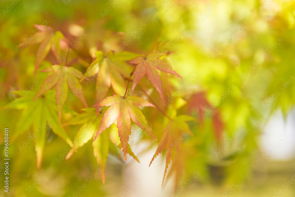 Green maple leaves sunlight background in autumn at Japan Green maple leaves sunlight background in autumn at Japan
