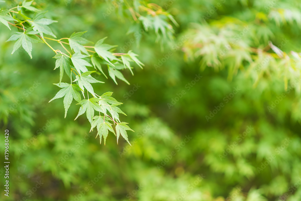 Green maple leaves sunlight background in autumn at Japan Green maple leaves sunlight background in autumn at Japan