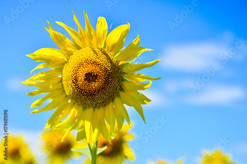 Summer landscape with a field of blooming sunflowers