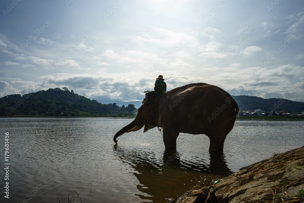 Obraz premium Elephants drinking water from Lak lake in Dak Lak, central highlands of Vietnam
