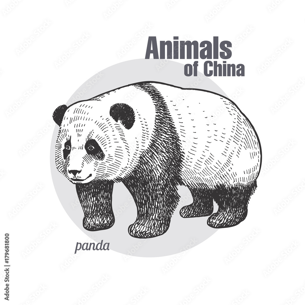 Obraz premium Vintage engraving of animal panda.