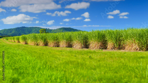 Sugar Cane Plantation, Tweed valley.