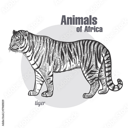 Vintage engraving of animal tiger.