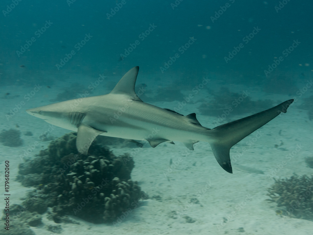 Obraz premium Grey reef shark swimming on the great barrier reef in Australia. The shark is going around lady elliot island in Queensland. The shark is going to the left.