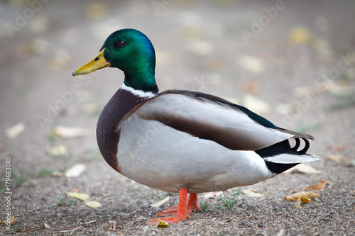 Beautiful duck walking in a park