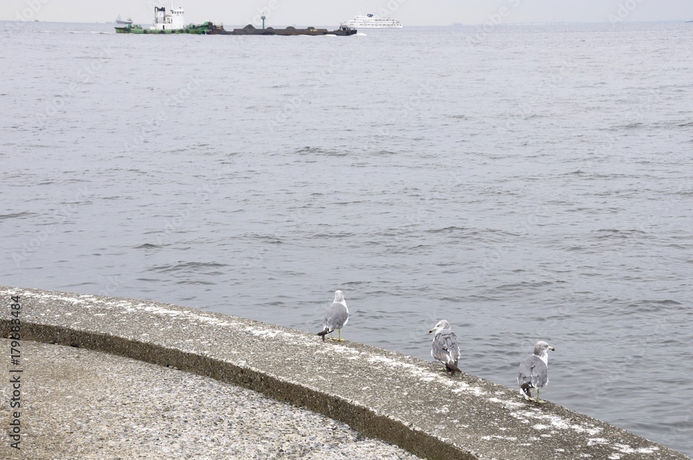 Obraz premium ウミネコ