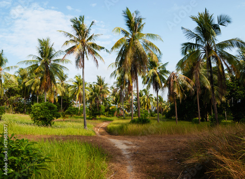 footpath in palm forest  in Phuket Thailand © arbalest