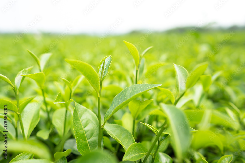 Green tea leaves in a tea plantation in morning Green tea leaves in a tea plantation in morning