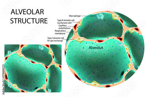 Structure alveolar. Vector illustration
