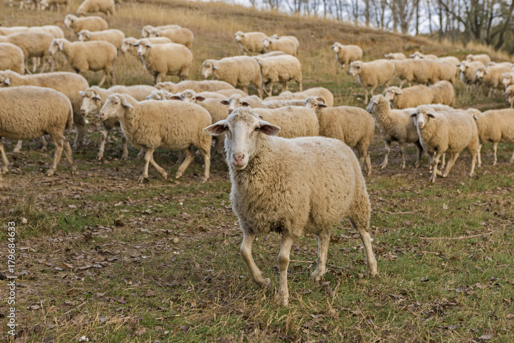 Sheep graze in the hills, Sheep at sunset