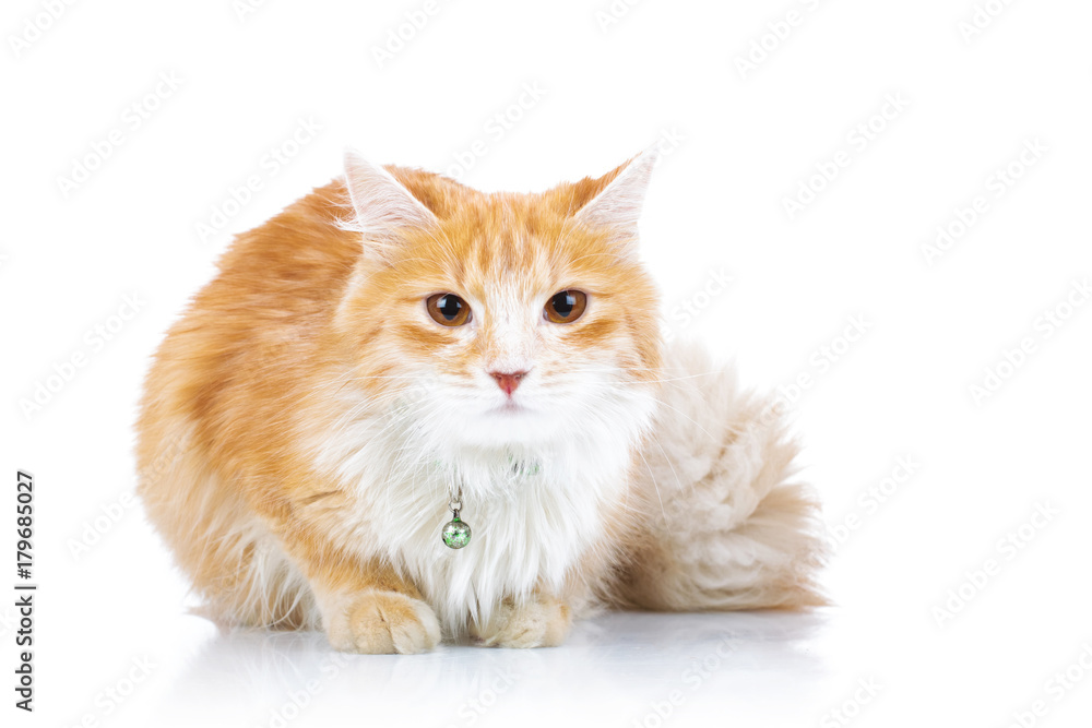 cute orange cat with furry tail sitting