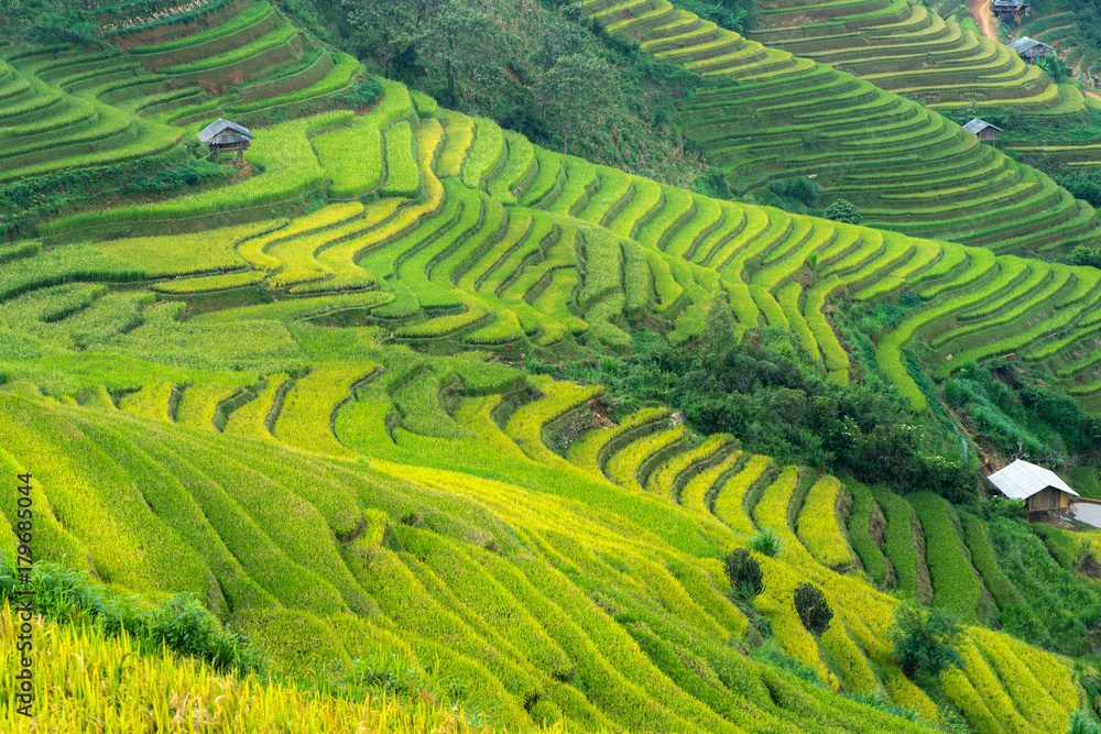 Rice fields on terraced of Mu Cang Chai, Yen Bai, Vietnam