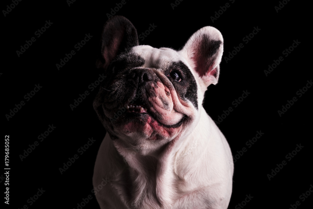 happy french bulldog looking like it's laughing