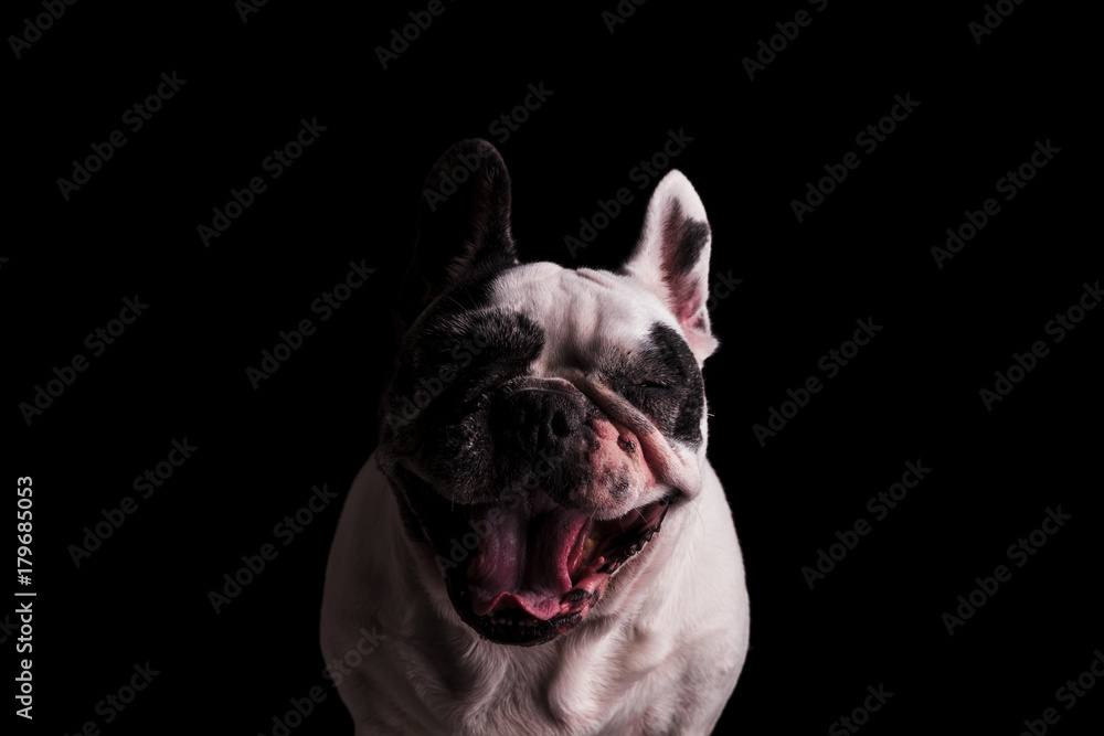 french bulldog looking super excited