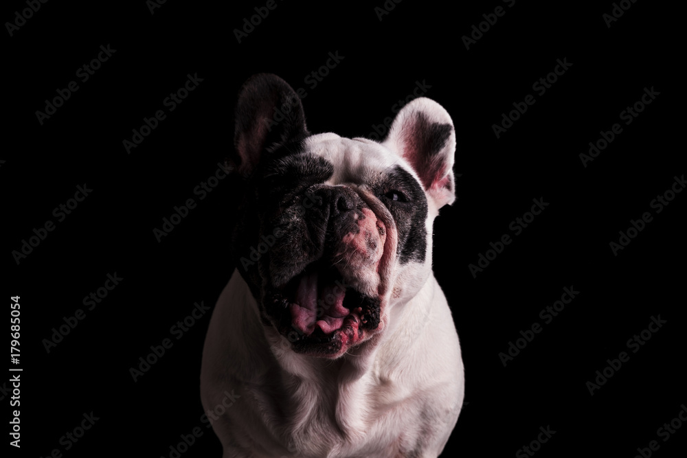 angry or mad french bulldog