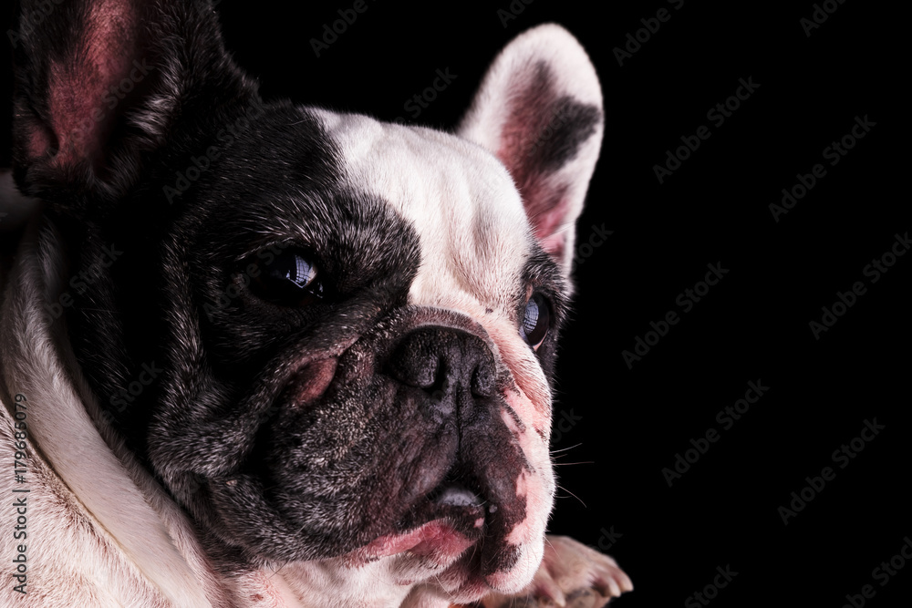 closeup of a french bulldog head