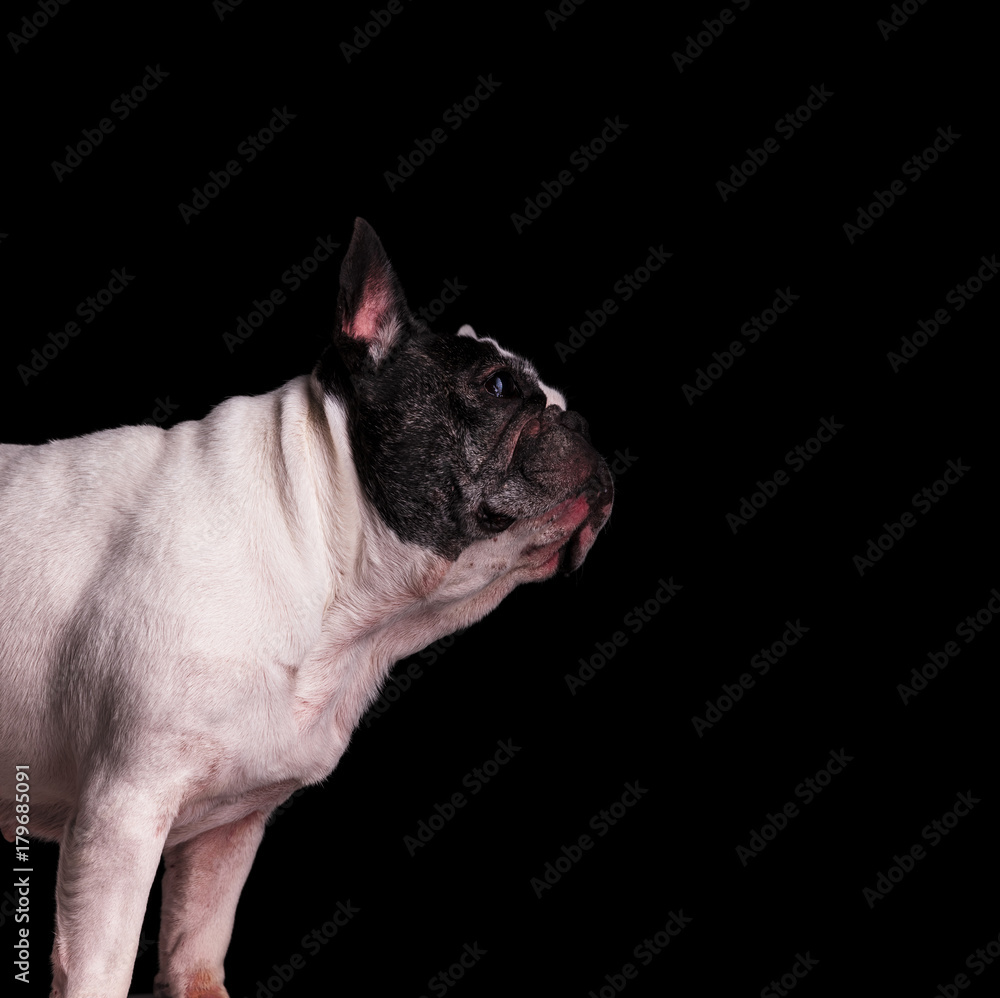 black and white french bulldog looking up to side black and white french bulldog looking up to side