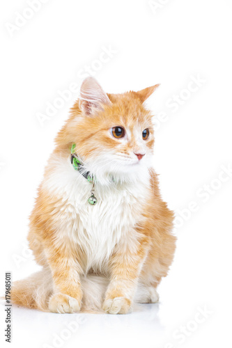 seated orange cat looks to side