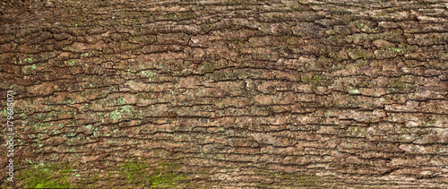 Relief texture of the brown bark of a tree with green moss and lichen on it. Panoramic image of a tree bark texture. photo