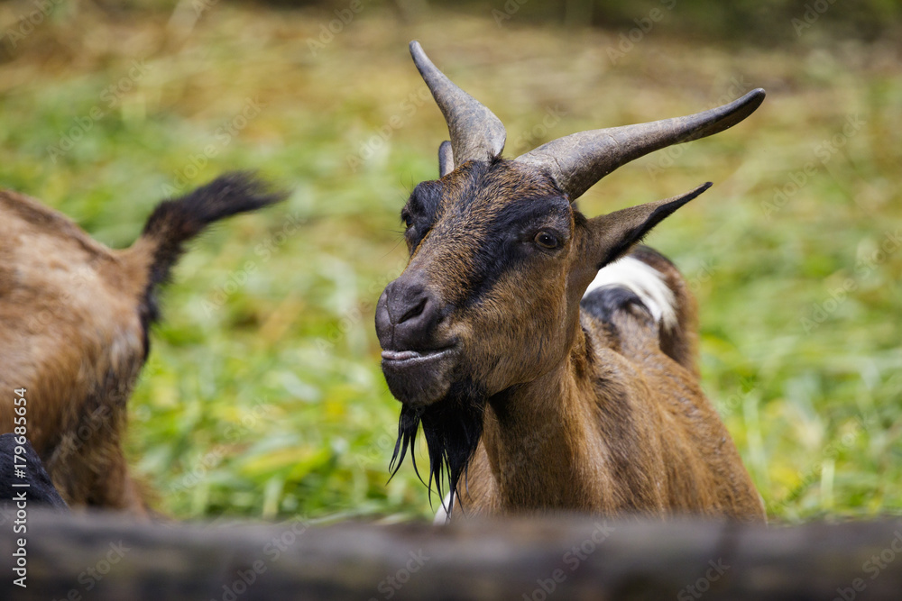 Image of a brown goat on nature background. Farm Animals. Image of a brown goat on nature background. Farm Animals.