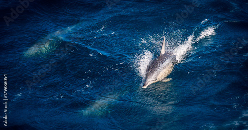 Common dolphin piercing the blue water in the middle of the ocean. Other dolphins are swimming underwater
