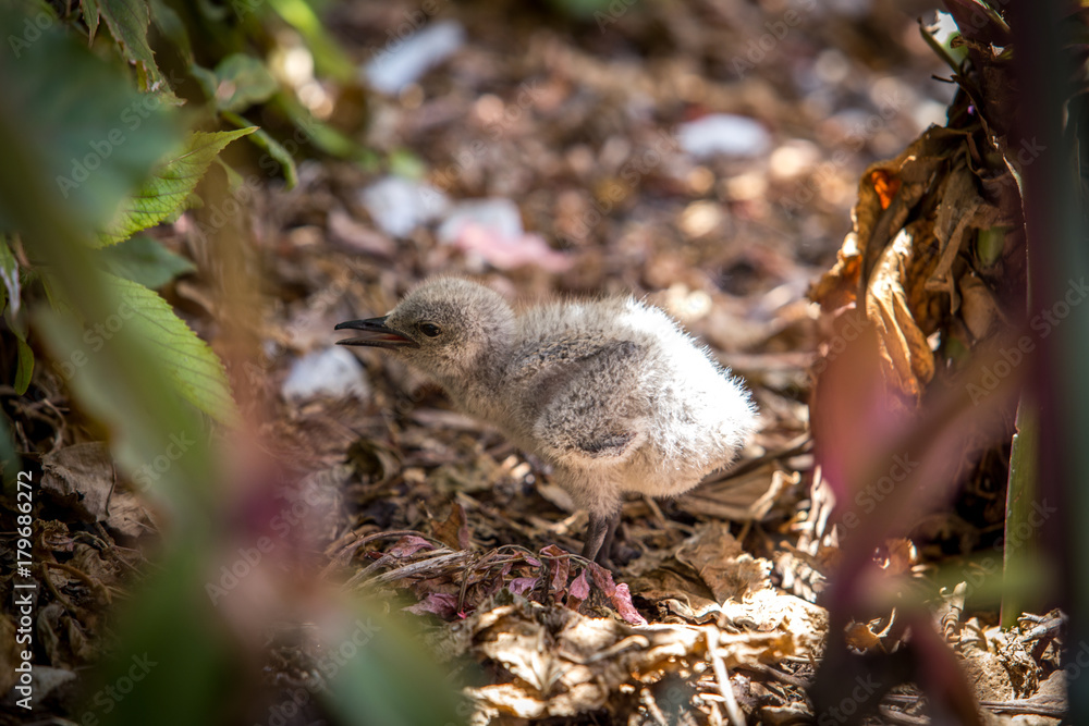 Baby bird born few days ago walking on the ground on a sunny day in the shade. A bird called bridled tern.