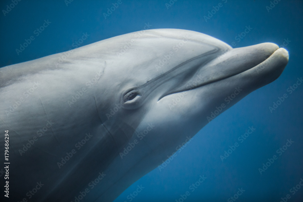 Fototapeta premium Delfino