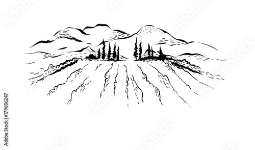 Abstract landscape with vineyard / Vector illustration, mountain landscape with fields