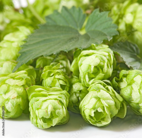 Isolated image of hops closeup