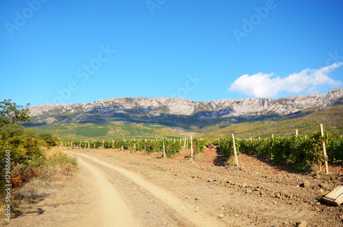Green vineyards in Crimea Ukraine with mountains at background