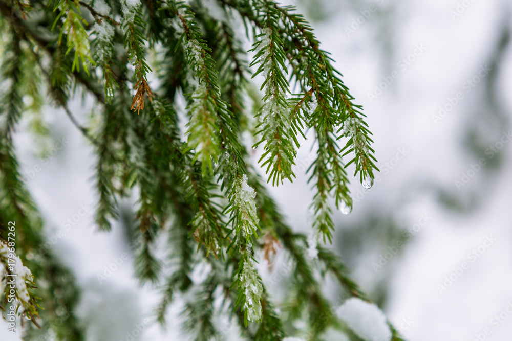 branches of coniferous tree in the snow branches of coniferous tree in the snow