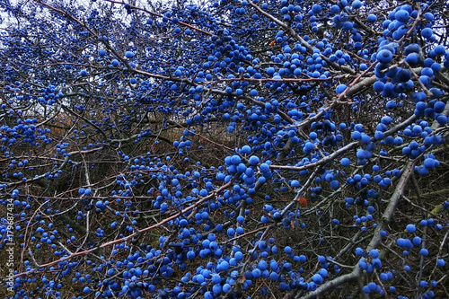 Blackthorn fruits on a bush. Blue sloe berries at early autumn.