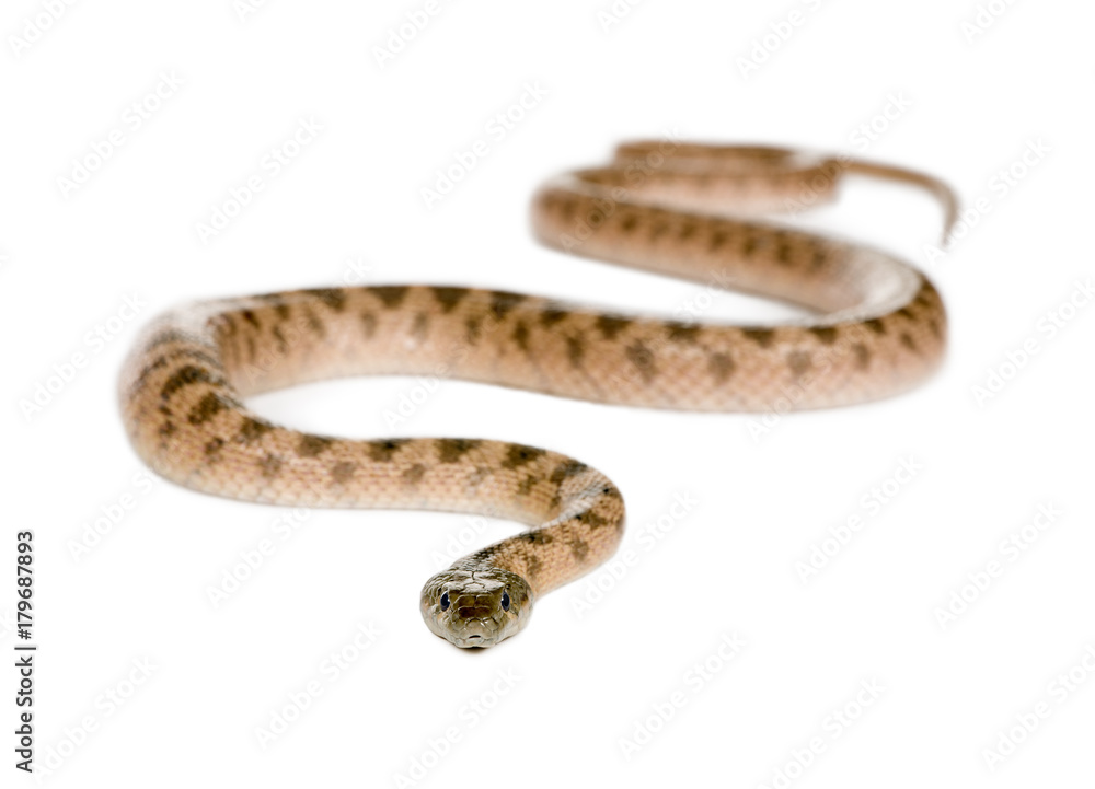 Obraz premium Portrait of unknown snake species, against white background, studio shot