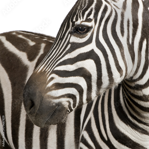 Zebra (4 years)