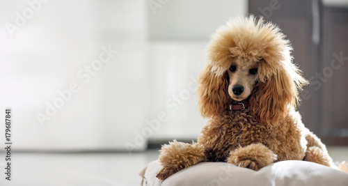 Fototapeta Naklejka Na Ścianę i Meble -  Young dog is resting at home .