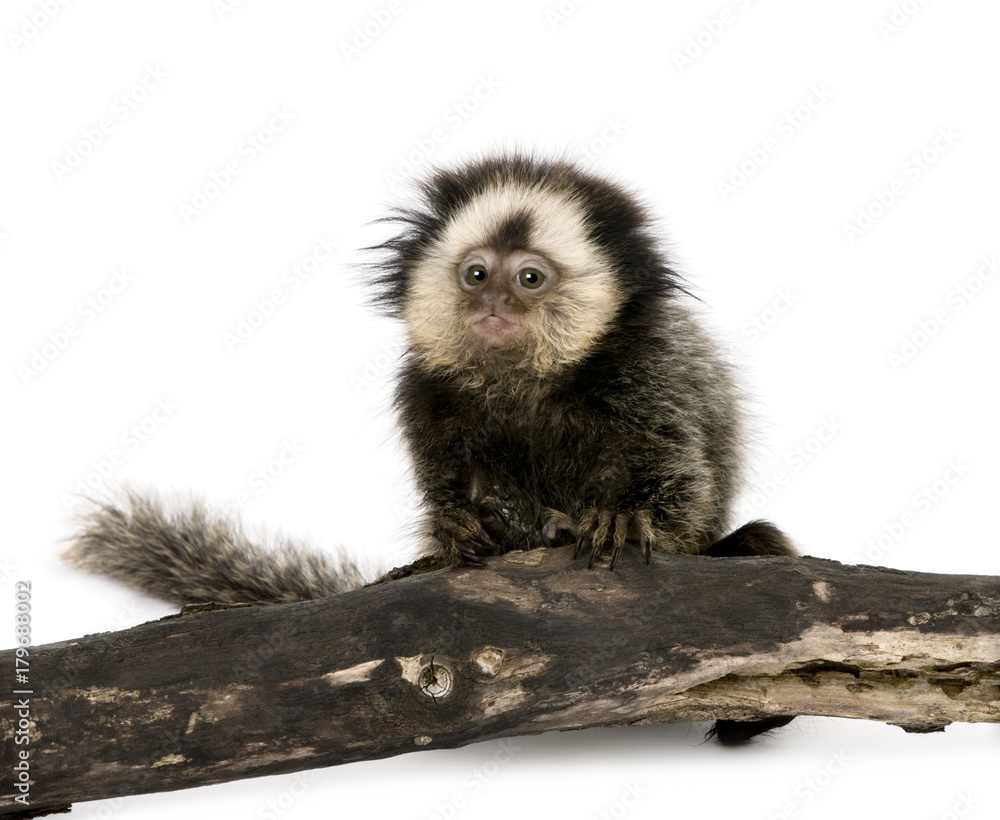 Naklejka premium Young White-headed Marmoset on piece of wood, Callithrix geoffroyi, 5 months old, in front of white background, studio shot