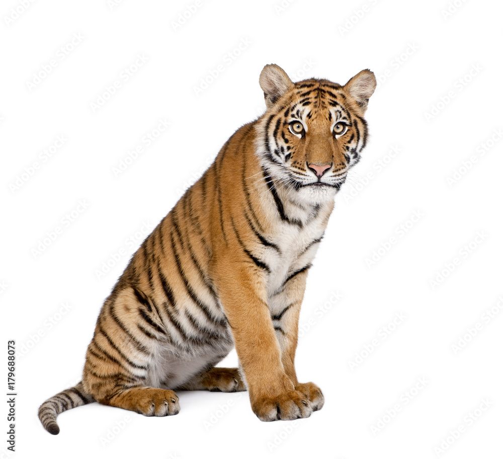 Portrait of Bengal Tiger, Panthera tigris tigris, 1 year old, sitting in front of white background, studio shot