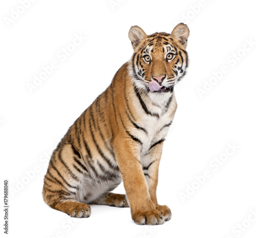 Portrait of Bengal Tiger  Panthera tigris tigris  1 year old  sitting in front of white background  studio shot