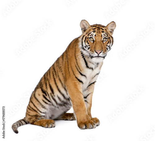 Portrait of Bengal Tiger, Panthera tigris tigris, 1 year old, sitting in front o Fototapet