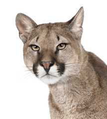 Crédence de cuisine Puma Portrait rapproché d'un jeune puma  © Eric Isselée