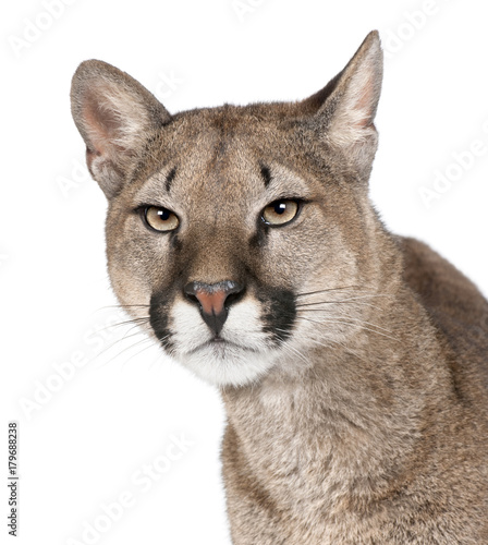 Close-up portrait of Puma cub, Puma concolor, 1 year old, studio shot